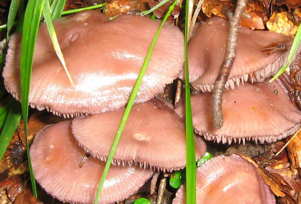 Funghi dalla Slovenia